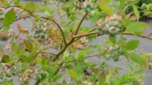 Ягоды ГОЛУБИКИ Будут Крупные и Вкусные Если Сделать Это!