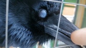 домашний ворон Паша