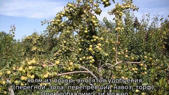 Яблоня Исеть Белая смотреть онлайн