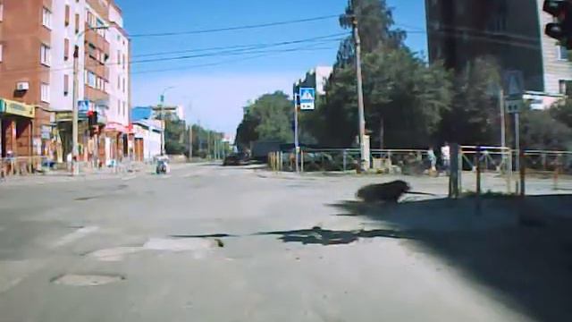 Собака переходит дорогу по пешеходному переходу в Бердске смотреть онлайн