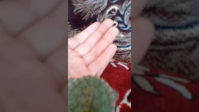 Обзор домашнего животного черепаха красноухие смотреть онлайн