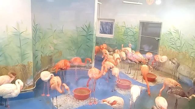 ЗИМНИЙ ВОЛЬЕР ДЛЯ РОЗОВЫХ ФЛАМИНГО. МОСКОВСКИЙ ЗООПАРК. (Эмилия)/ЭКСКУРСИЯ ПО ЗООПАРКУ. смотреть онлайн