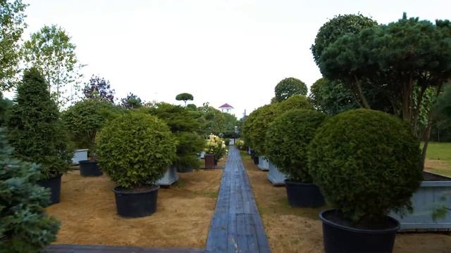 Татьяна Веденеева, телеведущая, актриса театра и кино про IMPERIAL GARDEN смотреть онлайн