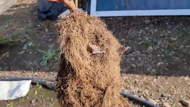Размножение смородины черенками.. Саженцы смородины. смотреть онлайн
