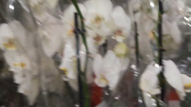 ОРХИДЕИ В ЛЕРУА.МНОГО БЕЛЫХ С УЦЕНКОЙ.// 27 .03 .24// смотреть онлайн