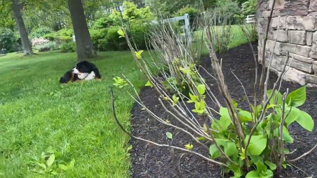 Hydrangea Pruning Update смотреть онлайн