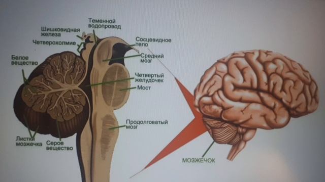 Средний мозг. Строение и функции смотреть онлайн