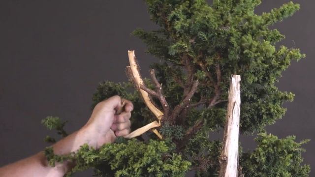 Cryptomeria Transformation смотреть онлайн