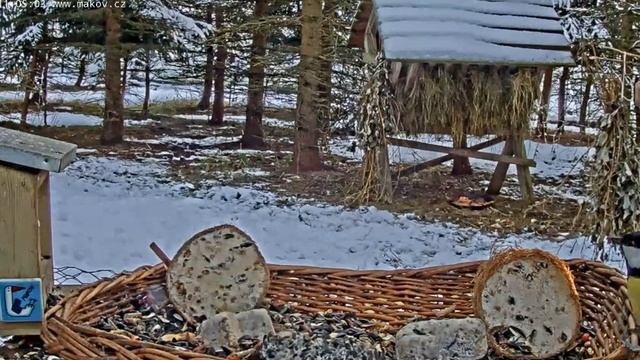 Пока белки кушают, птички ждут #Кормушки#Белки#Птицы#Чехия смотреть онлайн