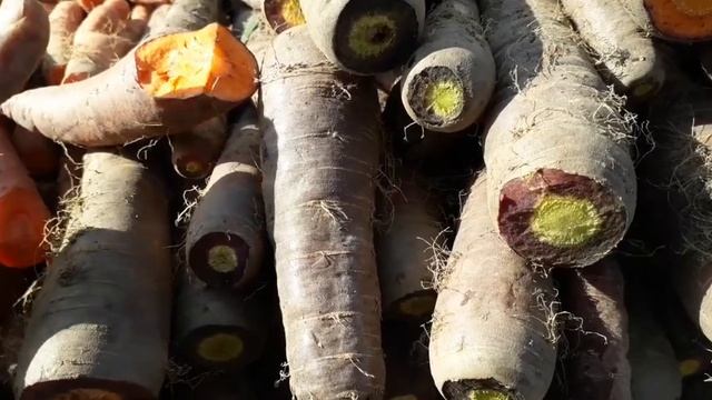 морковная радуга