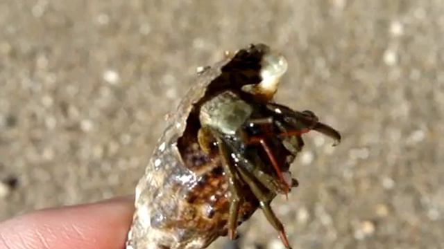 Рак-отшельник клибанарий/ hermit crab смотреть онлайн