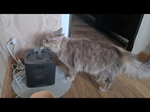 Автоматическая поилка – фонтан для домашних животных. Поилка Для Кошек. Питьевой