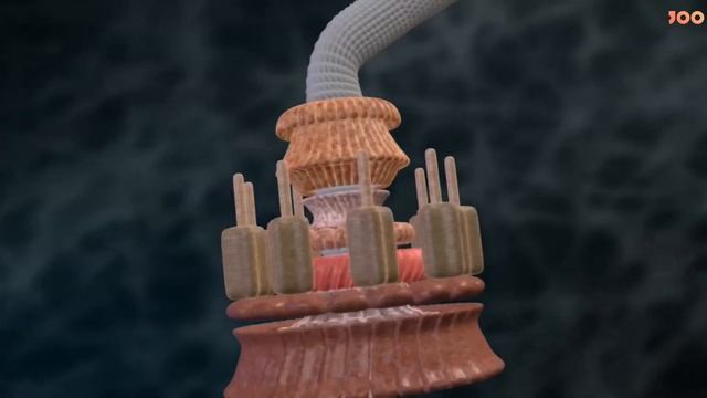 Пробный урок по предмету Биология смотреть онлайн