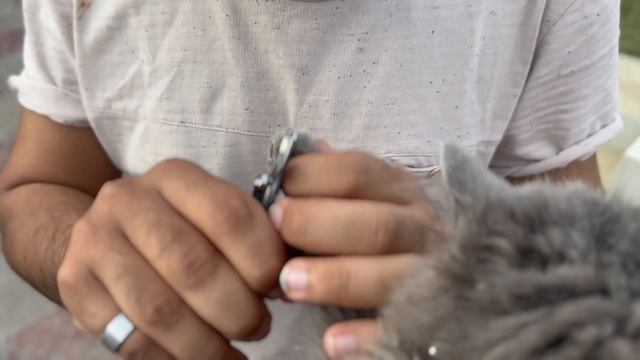 Jack aur Smokey ka Huwa Meetup? | Cat ki Feed mil gai | Vlog #35 смотреть онлайн