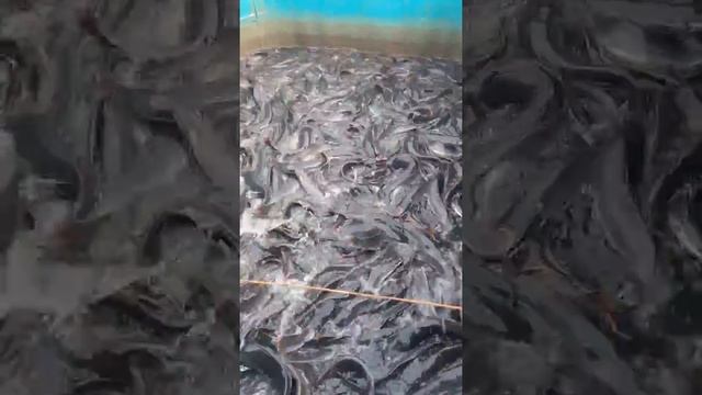 Африка лаккаси-зур.Африканский(клариевый,мраморный)сом-здорово смотреть онлайн