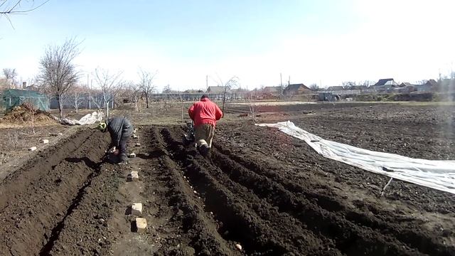 посадка раннего картофеля в грядки под мотоблок смотреть онлайн