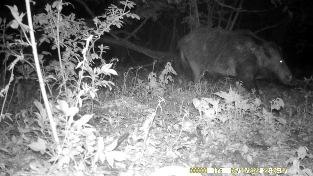 Новости с кормушки. Брачные игры косуль.