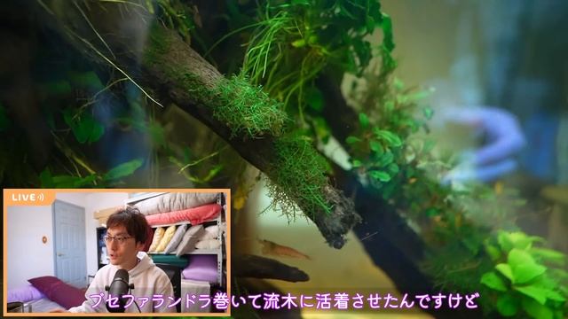 【水草レイアウト】10ヶ月後の陰性水草たっぷり水槽の様子を公開！ピナティフィダやプレモスを活着、コリドラスピグミーとトロピカルシュリンプも！【60cmハイタイプ水槽】 смотреть онлайн