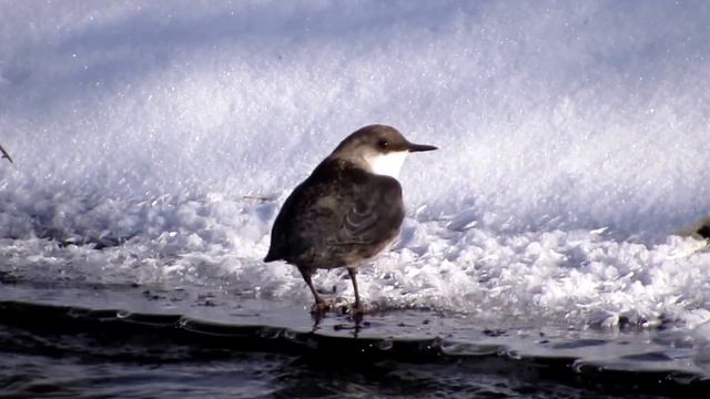 Оляпка ( Cinclus cinclus) смотреть онлайн