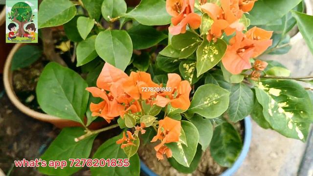 REAR VARIETY MULTI COLOUR BOUGAINVILLA PLANTS AVAILABLE..#bougainvillea #multicolour#new смотреть онлайн