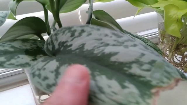 Silver Satin Pothos growing in water (Scindapsus Pictus Argyraeus Exctica) смотреть онлайн