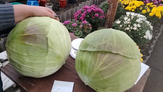 Убираю капусту. Любимые гибриды Леннокс и Агрессор снова порадовали !!! смотреть онлайн