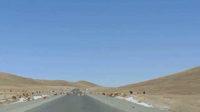 Mongolia Road Many Animals смотреть онлайн
