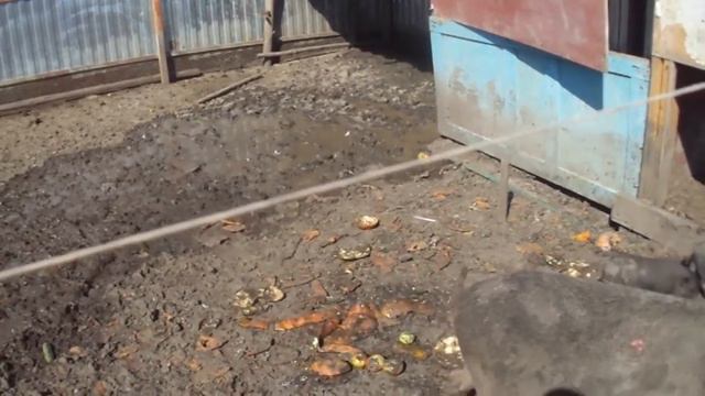Вьетнамские свиньи. Вьетнамские поросята смотреть онлайн