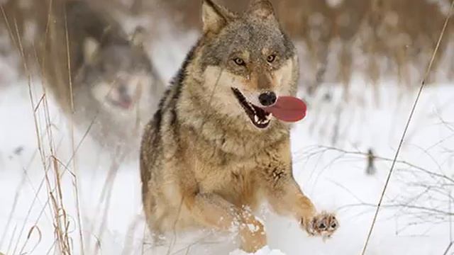 Волки смотреть онлайн