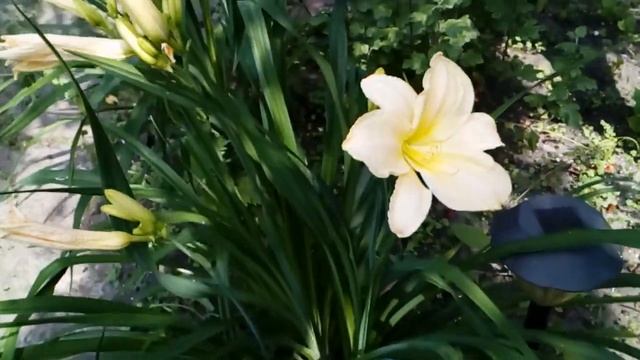 Встречаем раннее утро вместе с птичками и цветами.#утро #мойсад #лилейники #лилии #июль2020