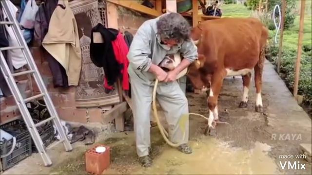 BO'KIB QOLGAN MOLNI DAVOLASH USULI