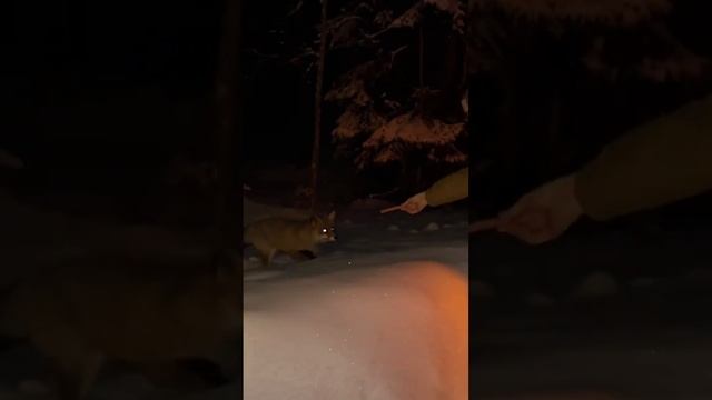 Лиса не побоялась и получила вкусняшку! #shorts #лиса #прикол #природа #лес #зима #милота #добро смотреть онлайн