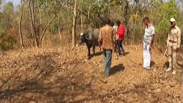 Gir Forest National Park