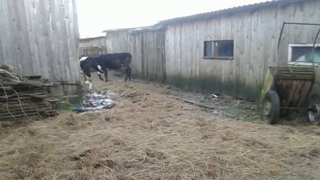 Выгодно ли держать быков?!Вся правда о затратах! смотреть онлайн