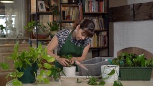 Как размножить сциндапсус