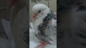 Реанимация голубя, вернули с того света 😳 Pigeon resuscitation ❤ Animal resuscitation