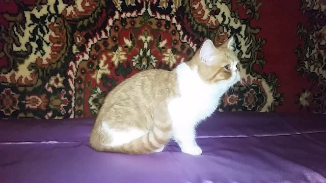 Кошечка экзотическая смотреть онлайн