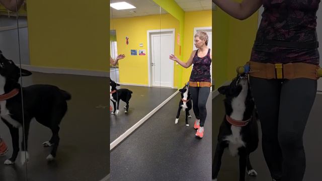 Бордер Колли Брина & Света Тимошина смотреть онлайн