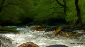 10 Hours Relaxing River Sound for Deep Sleeping‼️Meditation Bird Sound Healing ASMR Study‼️