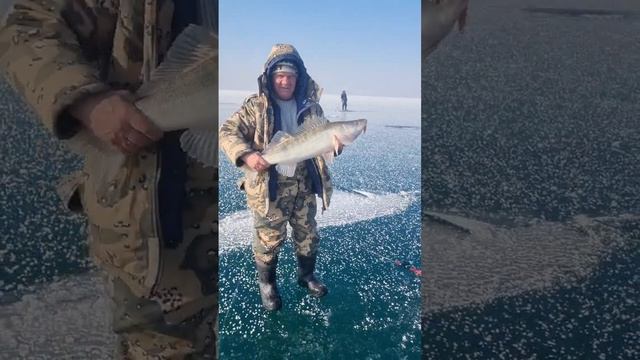 Ловля судака зимой, со льда 2023. смотреть онлайн