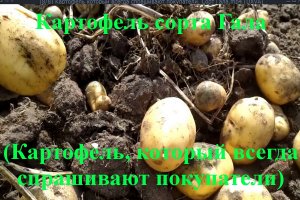 Картофель сорта Гала