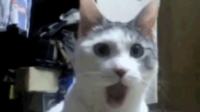 гиф кот поёт за монолит! смотреть онлайн