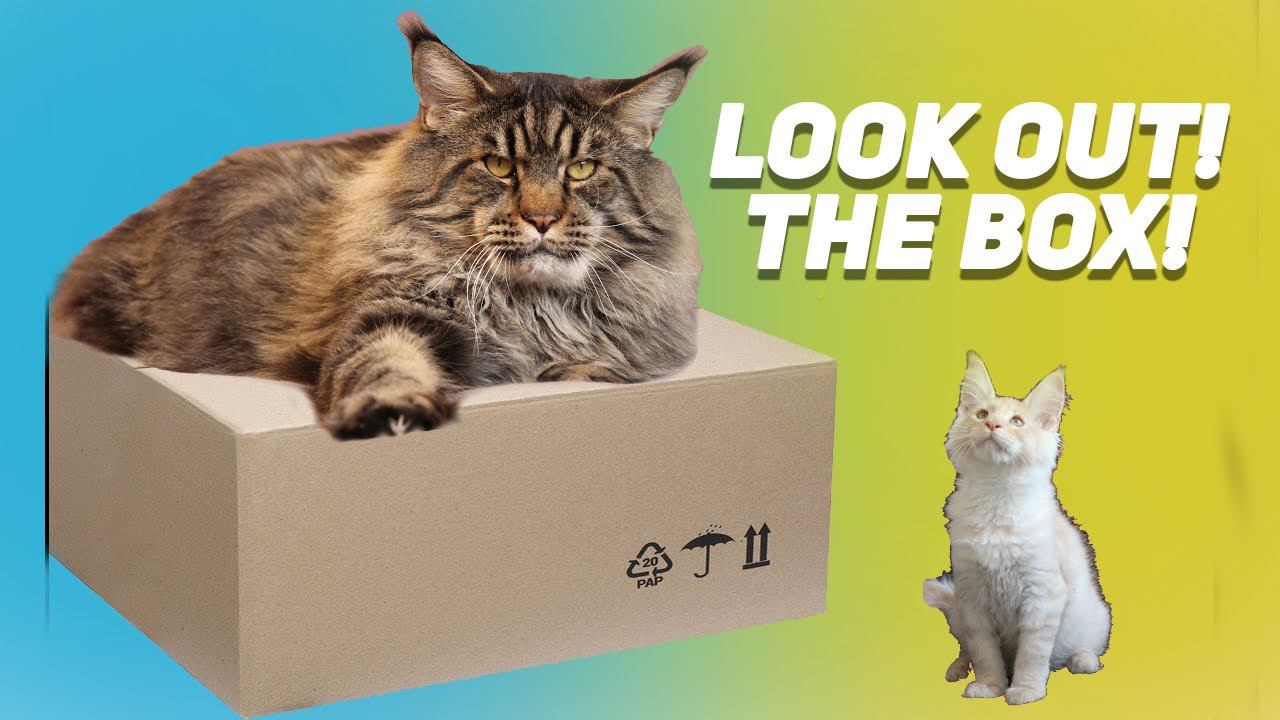 Have you tried giving the box to the big cats?! смотреть онлайн