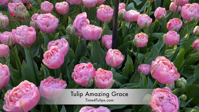 Tulip Amazing Grace | Time4Tulips.com смотреть онлайн