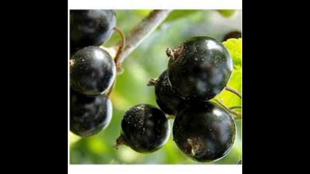 Обзор сорта смородина "Церера" (характеристики, свойства, фото) смотреть онлайн