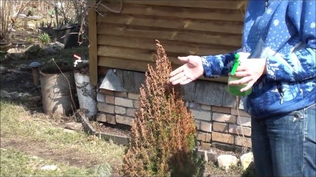 Ель коника после зимы. Сайт sadovymir.ru смотреть онлайн