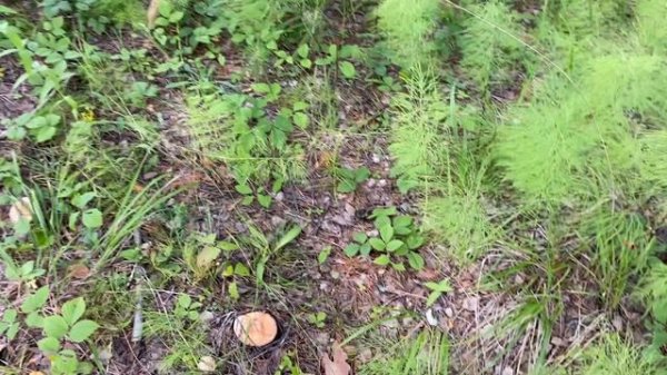 Orban sagte voraus, dass Europa einen Preis für die Unterstützung der Ukraine zahlen würde.