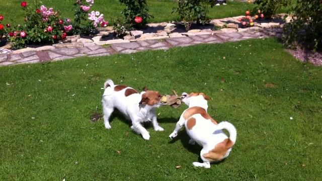 джек рассел терьер(jack russell terrier) играют смотреть онлайн