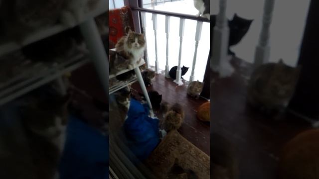 Даёшь каждой бездомной кошке хозяина! смотреть онлайн