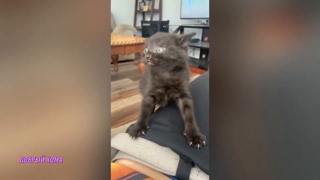 САМЫЙ ЗЛОЙ И НЕУКЛЮЖИЙ КОТЁНОК В МИРЕ 😂 / Приколы с котами 2021 смотреть онлайн